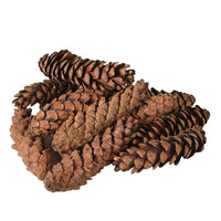BAG OF LARGE NATURAL STROBUS | 12