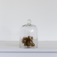 EX DISPLAY GLASS DOME | XSMALL WITH SMALL CHIP