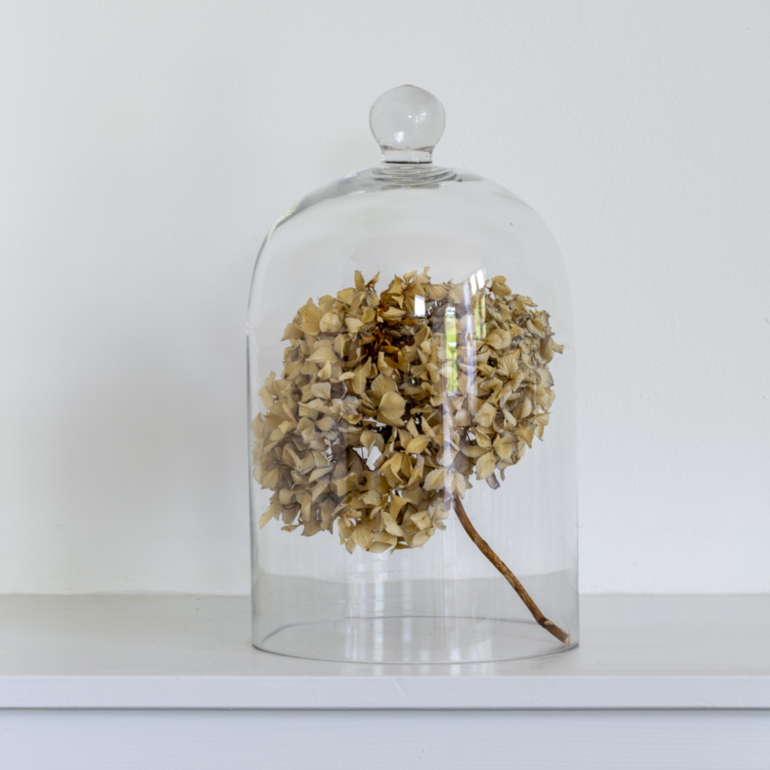 GLASS DOME | LARGE