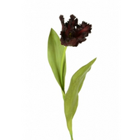 FAUX PARROT TULIP