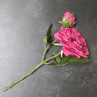 ROSA EDEN ROSE | PINK