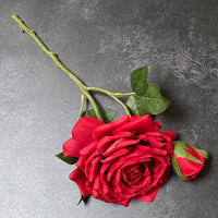 ROSA EDEN ROSE | RED