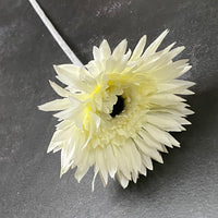 CREAM SPIDER GERBERA