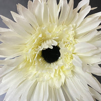 CREAM SPIDER GERBERA