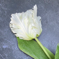 FAUX PARROT TULIP