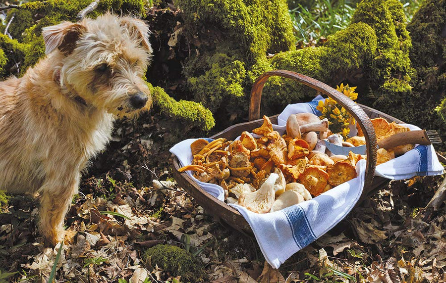 BOOK | HUNTER GATHER COOK: ADVENTURES IN WILD FOOD