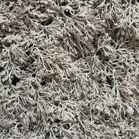 SET 6 FAUX REINDEER LICHEN PANELS 24cm