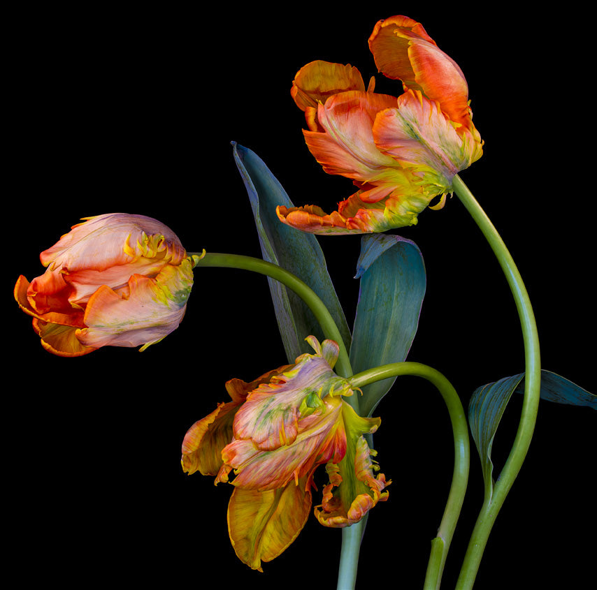 CARD | PARROT TULIPS 4