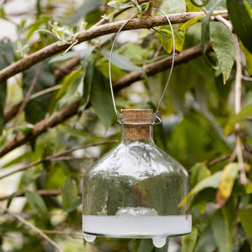 WASP CATCHER