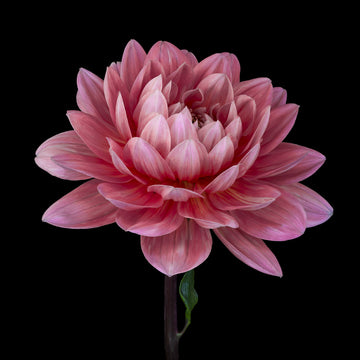 CARD | WATER LILY DAHLIA