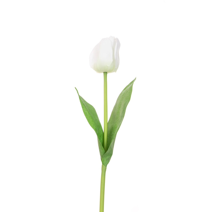 TRIUMPH WHITE TULIP