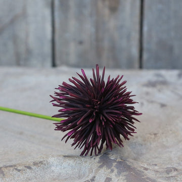 FLEUR DAHLIA