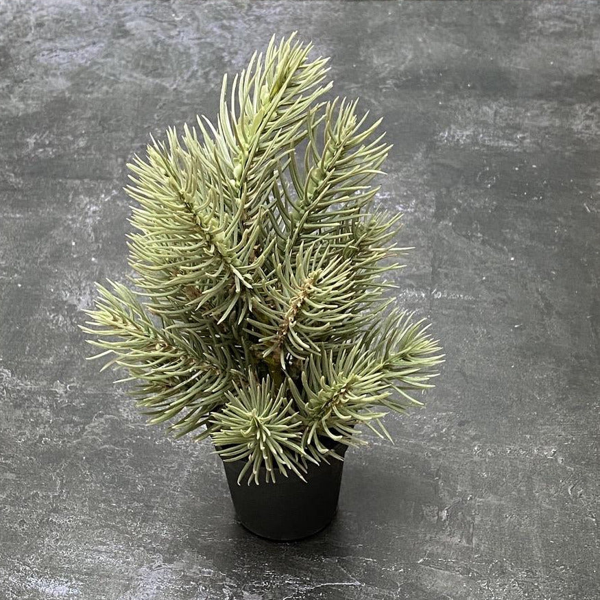 MINI FIR TREE