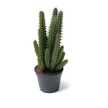FAUX CACTUS