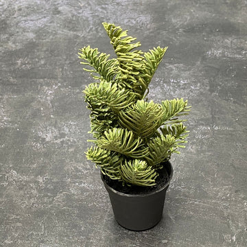 MINI FRASER FIR TREE