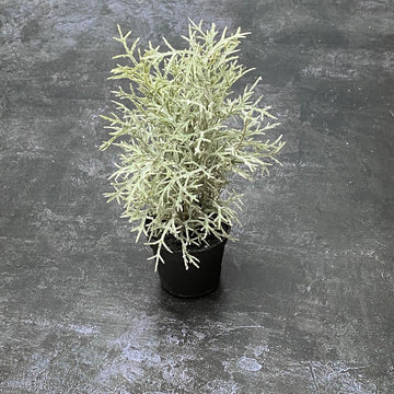 MINI LEYLAND CYPRESS FIR TREE