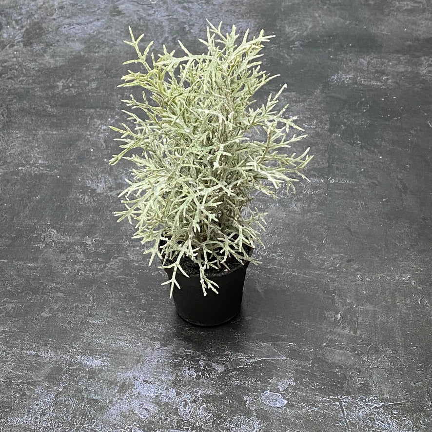 MINI LEYLAND CYPRESS FIR TREE