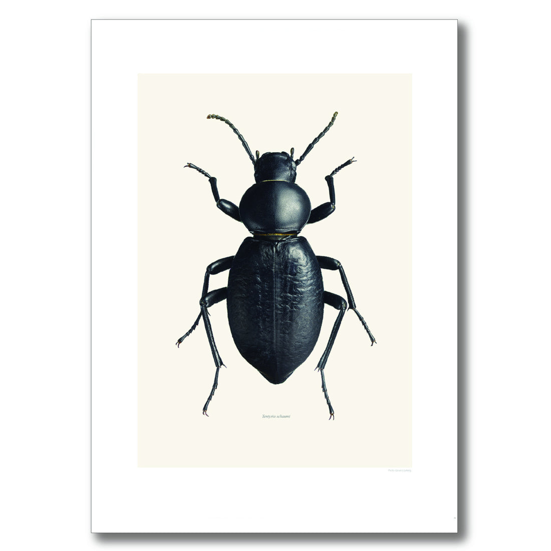 BLACK BEETLE | PRINT