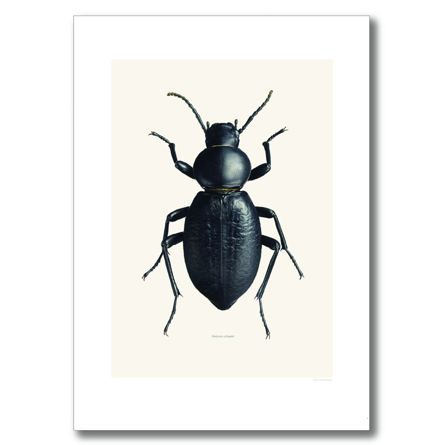 BLACK BEETLE | PRINT