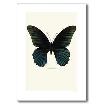 BLACK GREAT MORMON BUTTERFLY | PRINT