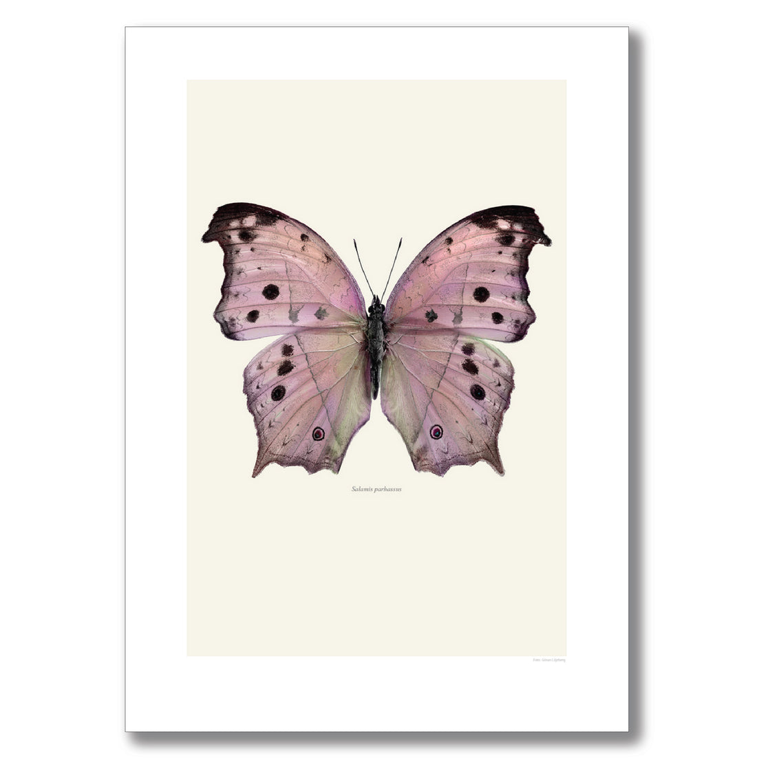 PINK FOREST MOTHER-OF-PEARL BUTTERFLY | PRINT