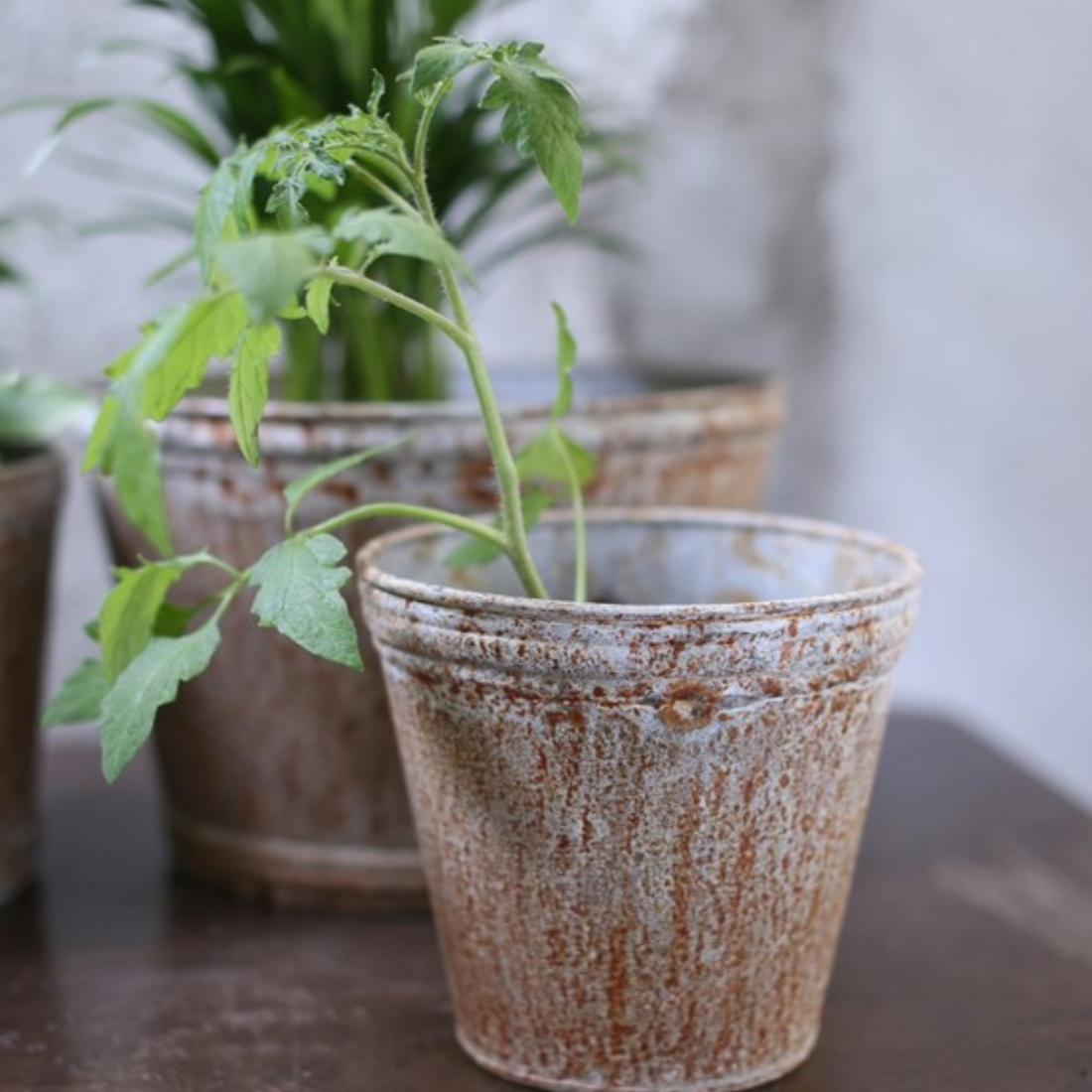 ABARI ZINC POT