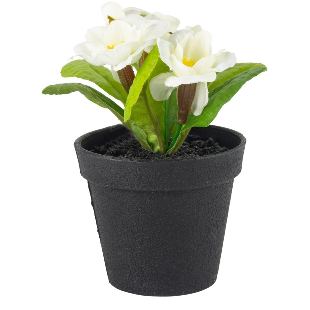 MINI WHITE PRIMULA IN POT