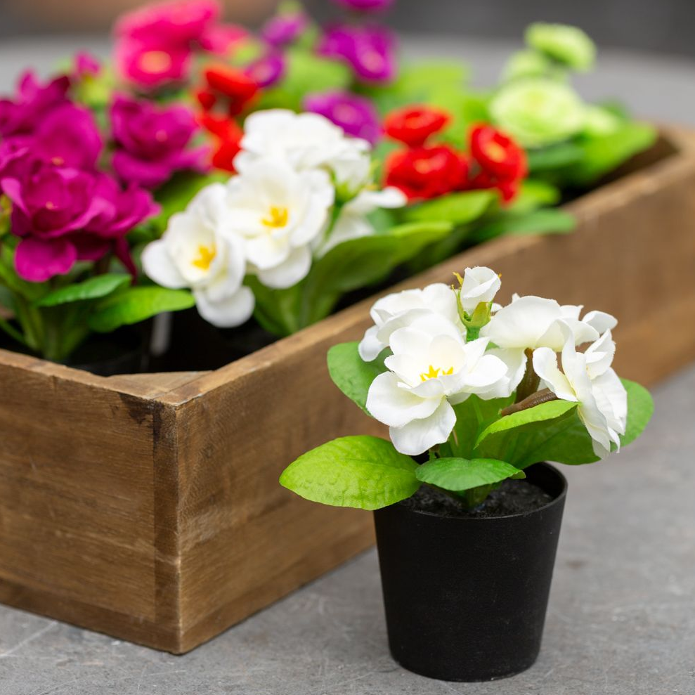 MINI WHITE PRIMULA IN POT