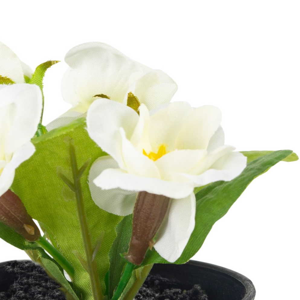 MINI WHITE PRIMULA IN POT