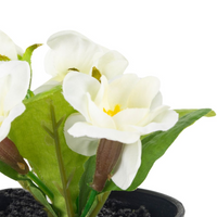 MINI WHITE PRIMULA IN POT