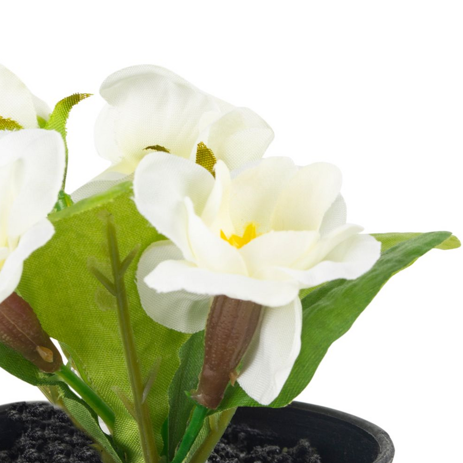 MINI WHITE PRIMULA IN POT