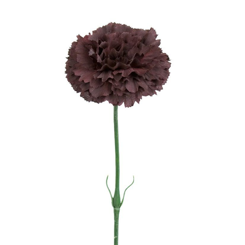 DIANTHUS BORDEAUX