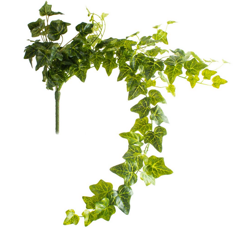 TRAILING IVY