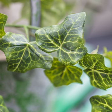 TRAILING IVY