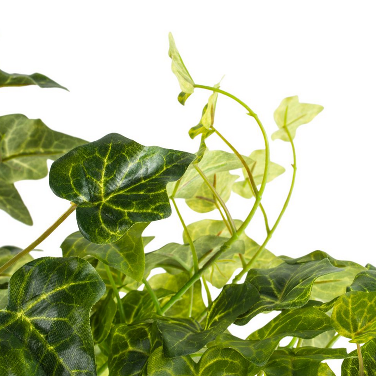 TRAILING IVY