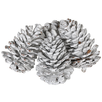BAG OF WHITE PINE CONES