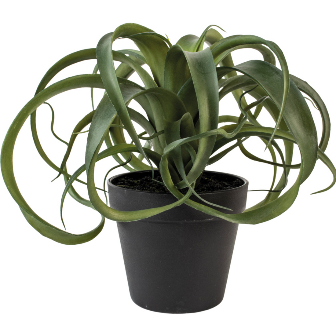 GREEN BROMELIAD IN POT