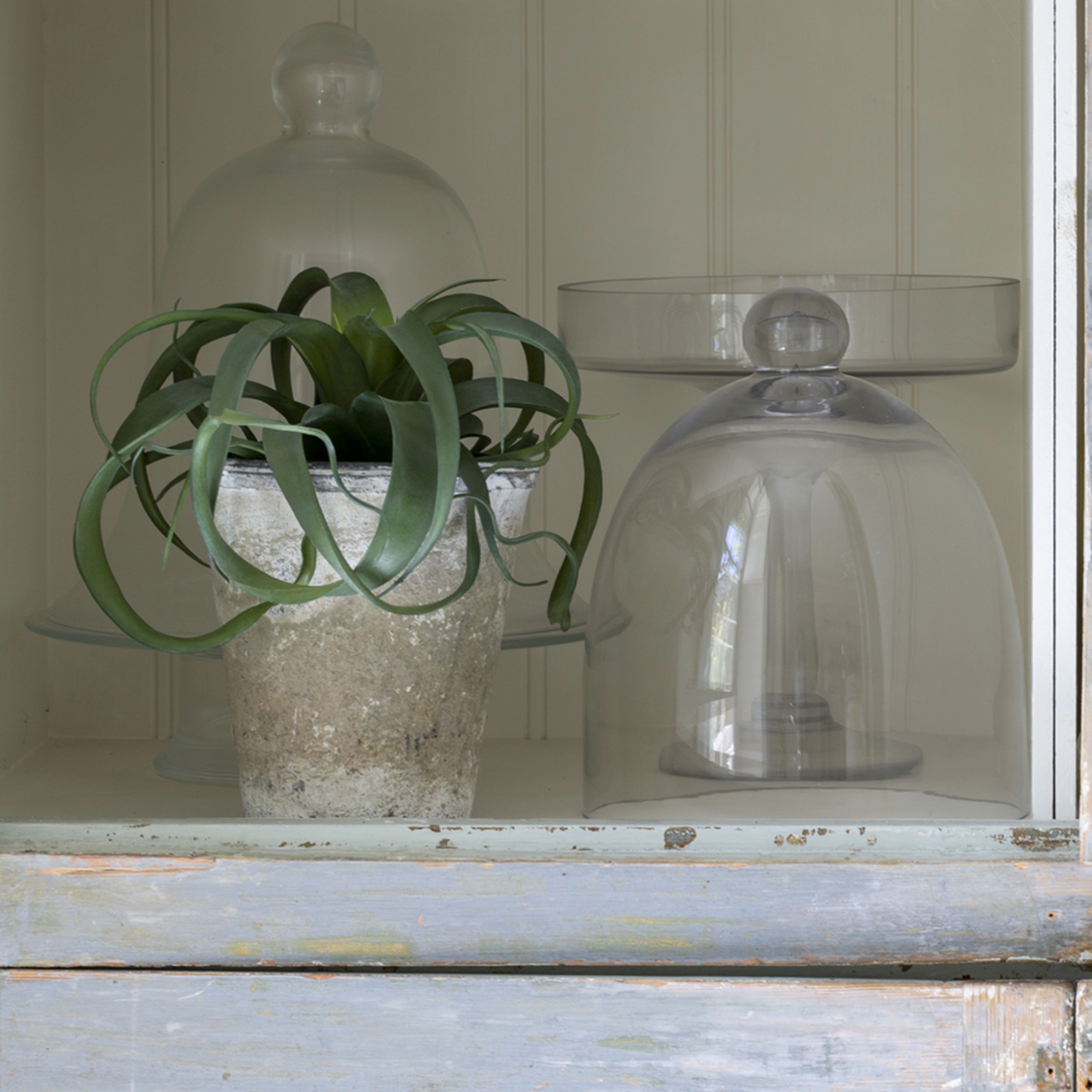GREEN BROMELIAD IN POT