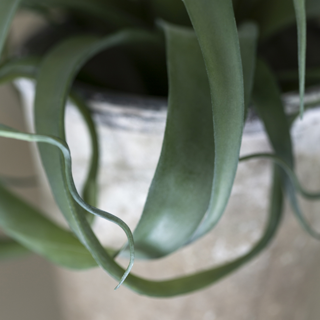 GREEN BROMELIAD IN POT