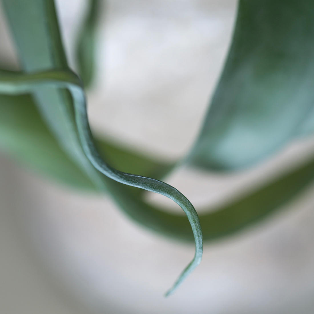 GREEN BROMELIAD IN POT