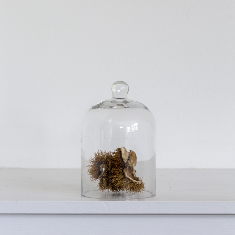 EX DISPLAY GLASS DOME | XSMALL WITH SMALL CHIP