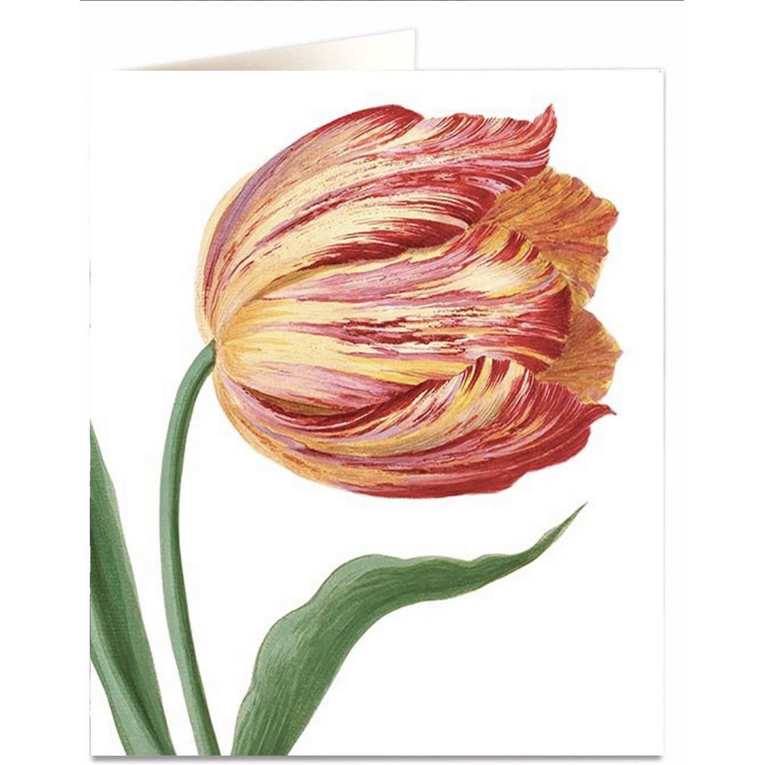 CARD | SINGLE TULIP