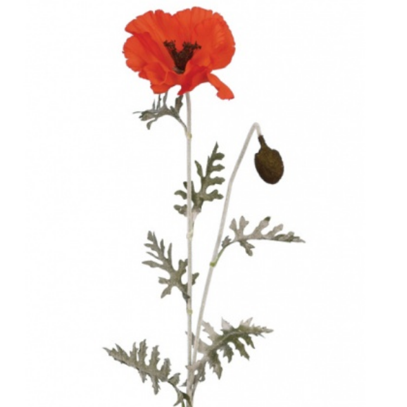 KING POPPY
