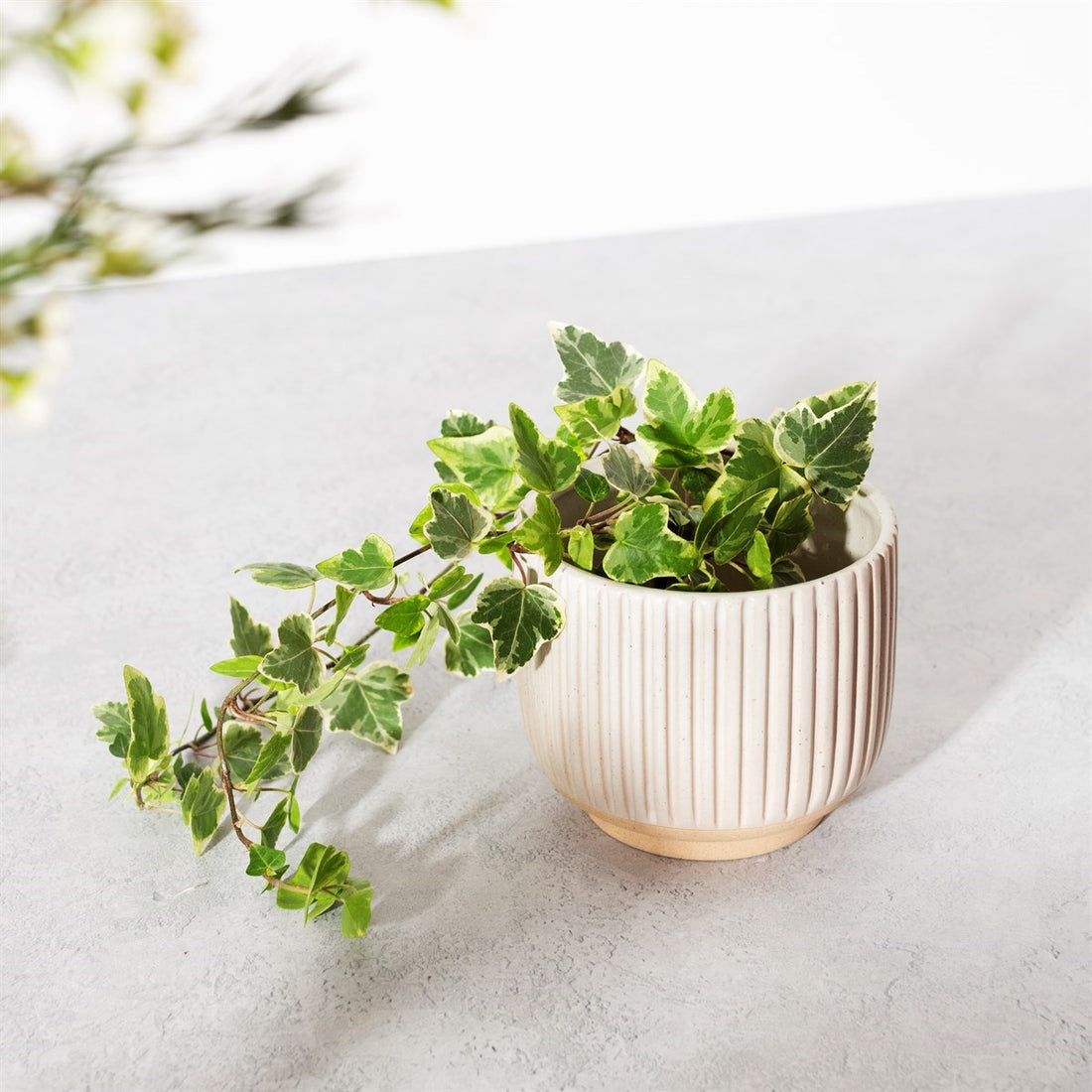 GROOVED STONEWARE PLANTER | OFF WHITE