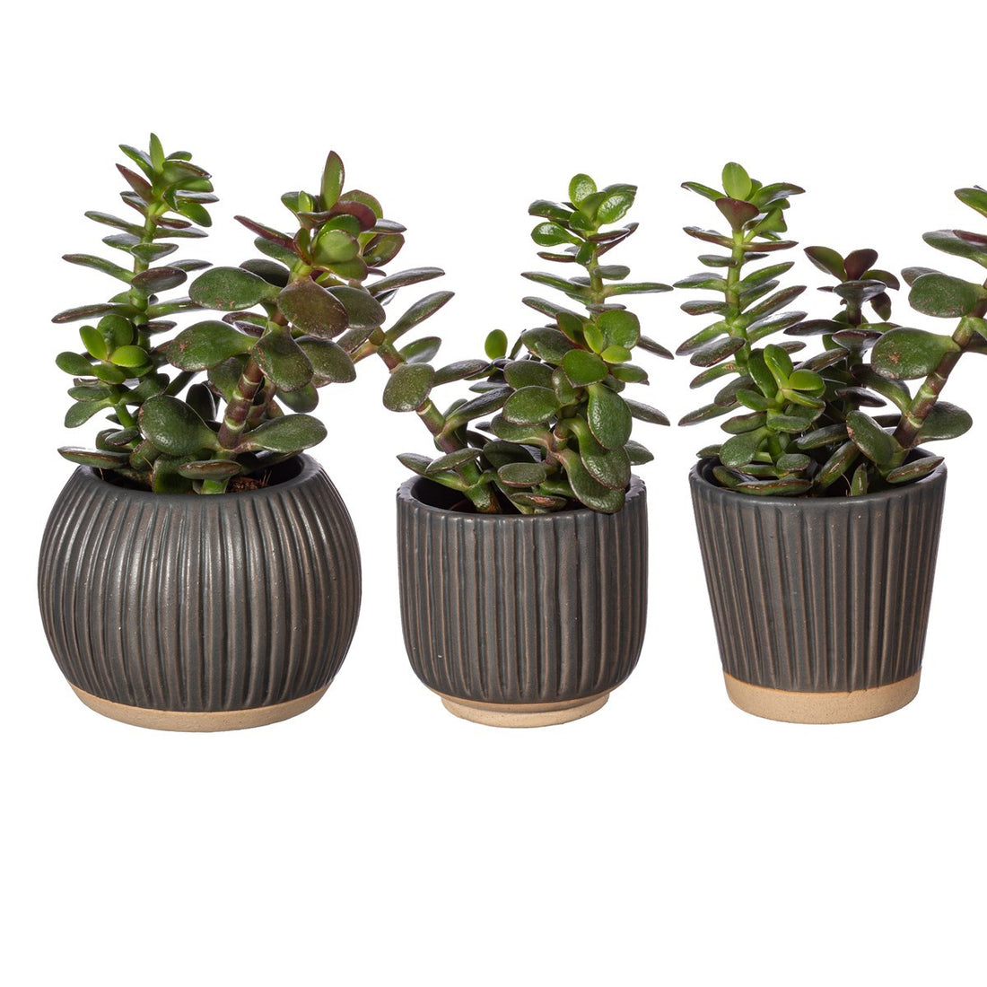 SMALL GROOVED STONEWARE PLANTERS | 3 DESIGNS BLACK