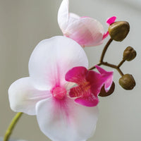 FAUX ORCHID IN A POT | WHITE WITH PINK FLUSH