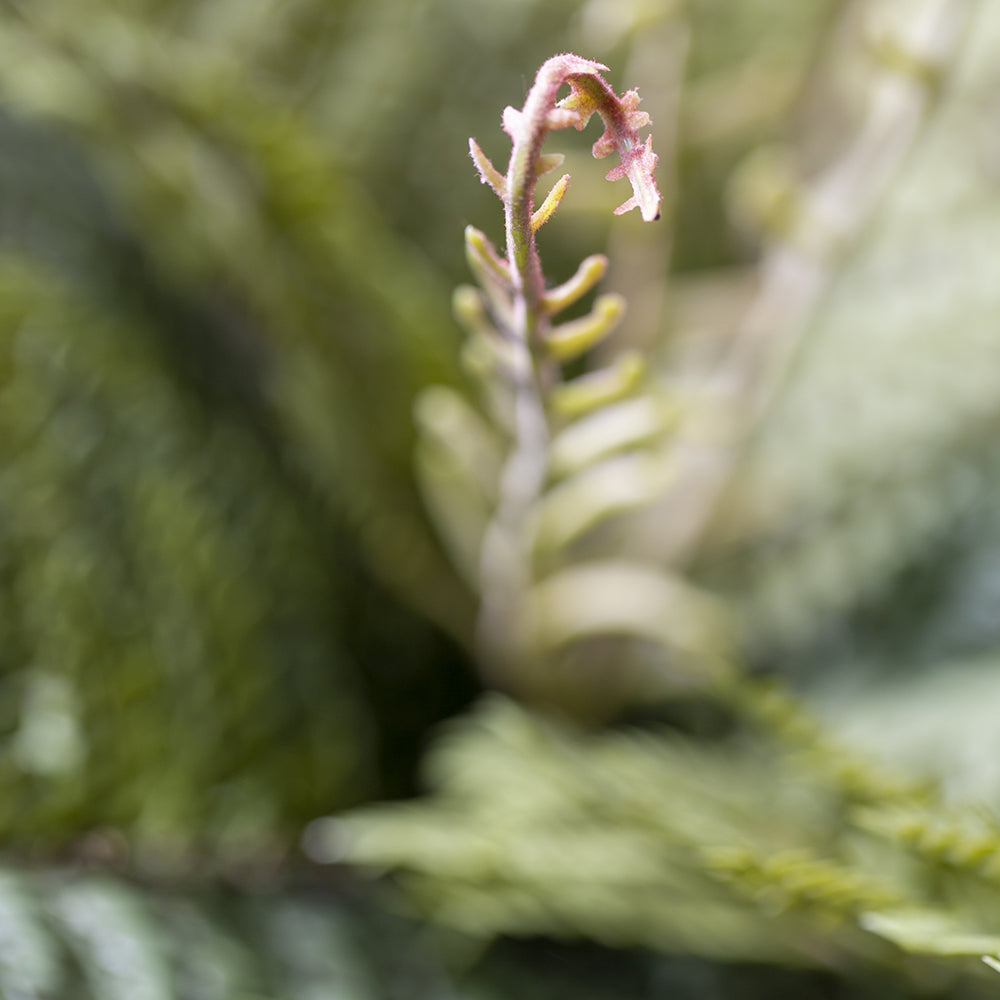 FAUX WOOD FERN