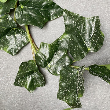 JACK FROST IVY GARLAND