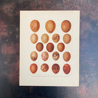 VINTAGE EGG PRINTS