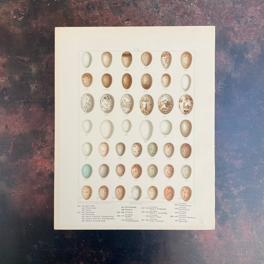 VINTAGE EGG PRINTS